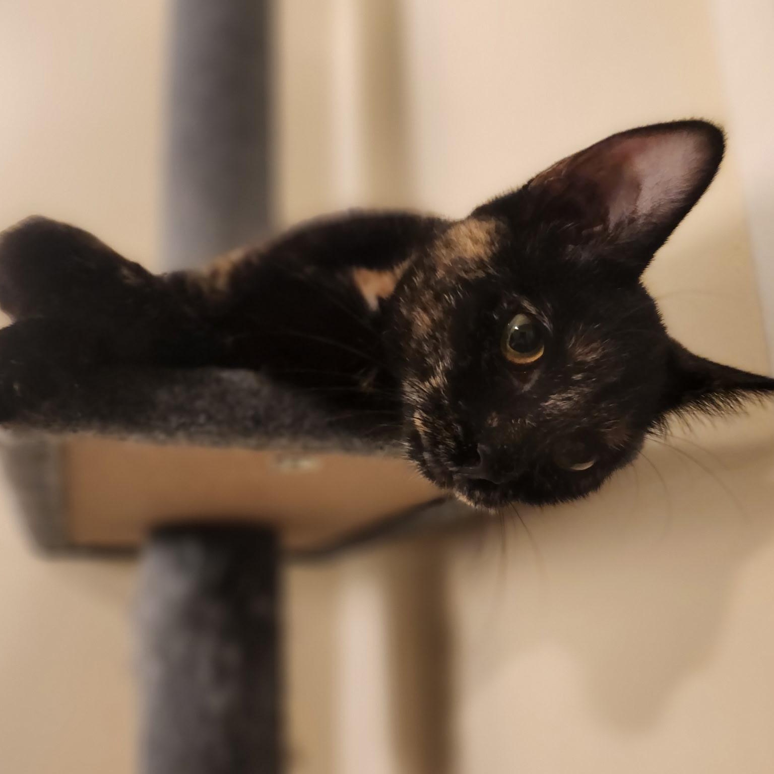 J.Blume, a Adoptable Tortoiseshell in Melrose, MA image 4/4