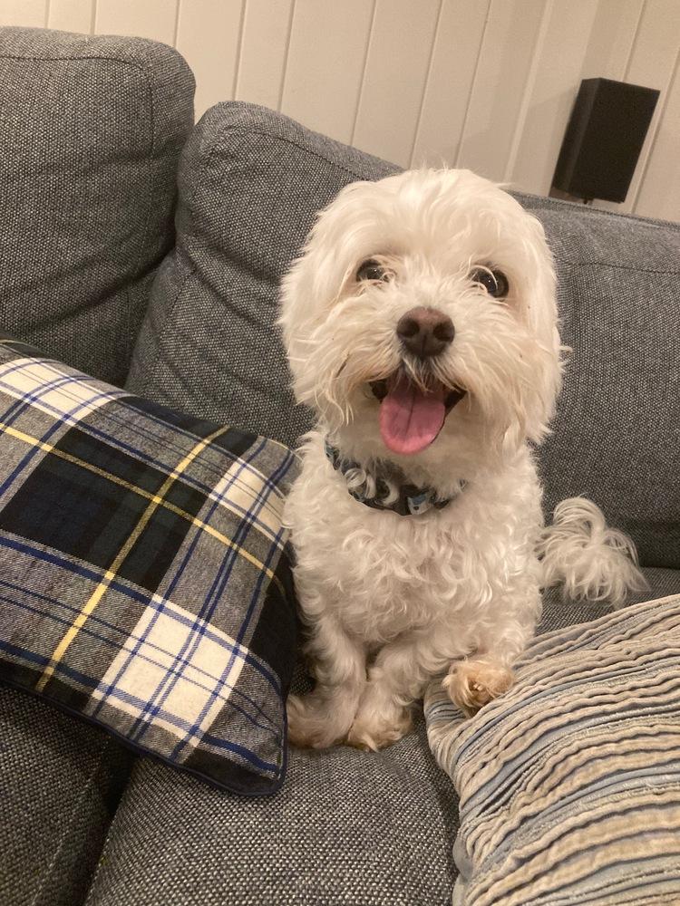 Duke, Adoptable, Senior Male Maltese.