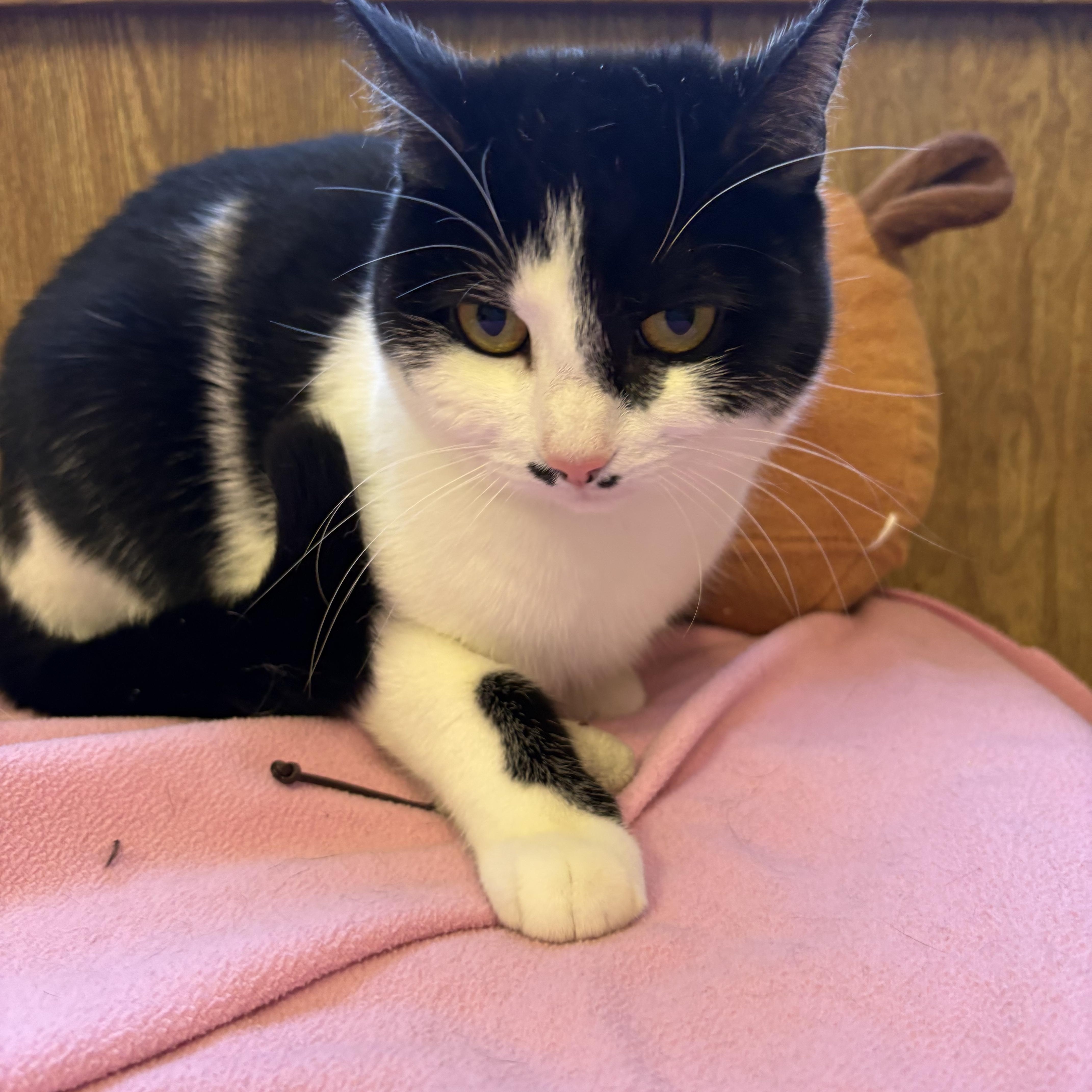 Enlarge Lunabelle, a ADOPTABLE Domestic Short Hair in Linden, NJ image 3/5