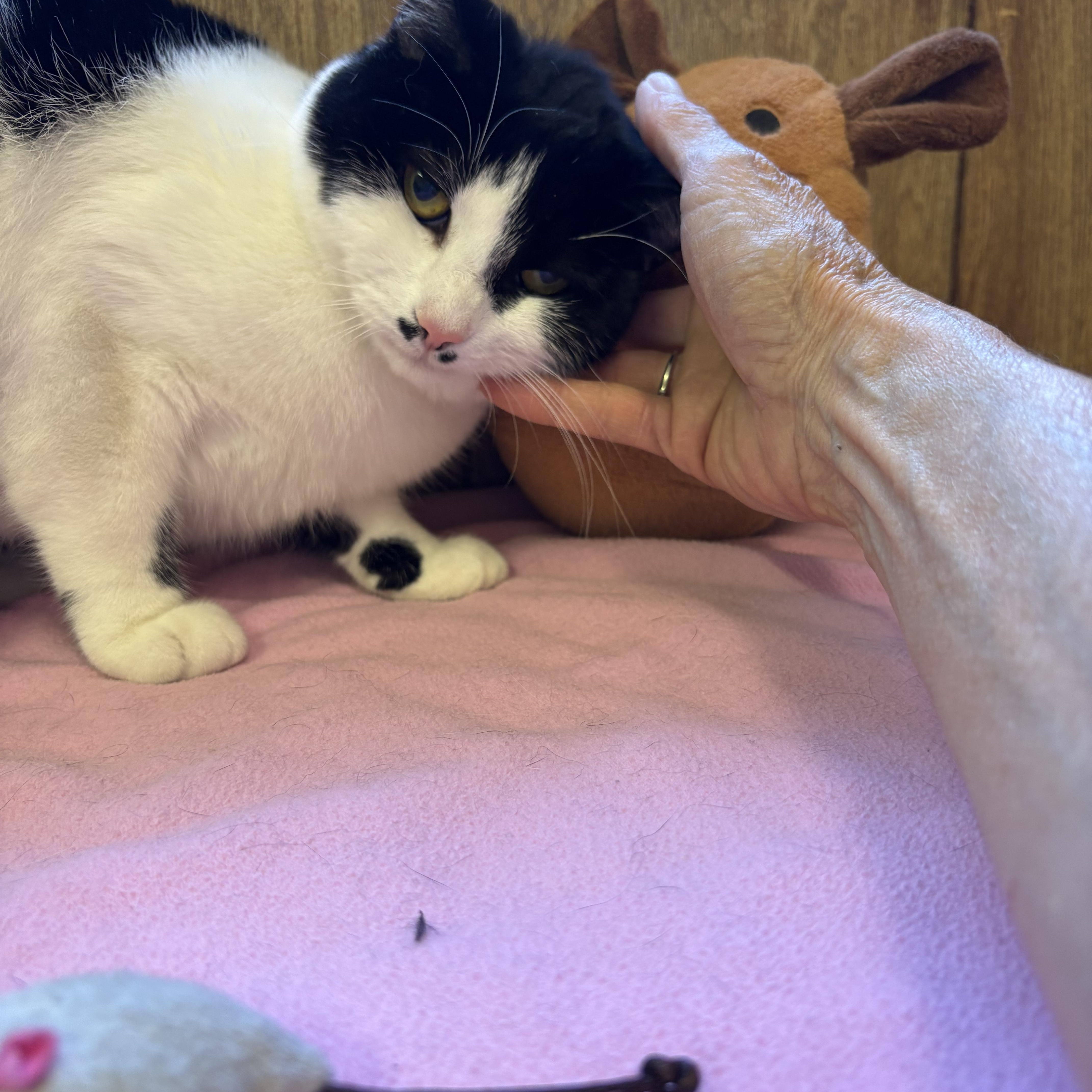 Enlarge Lunabelle, a ADOPTABLE Domestic Short Hair in Linden, NJ image 4/5