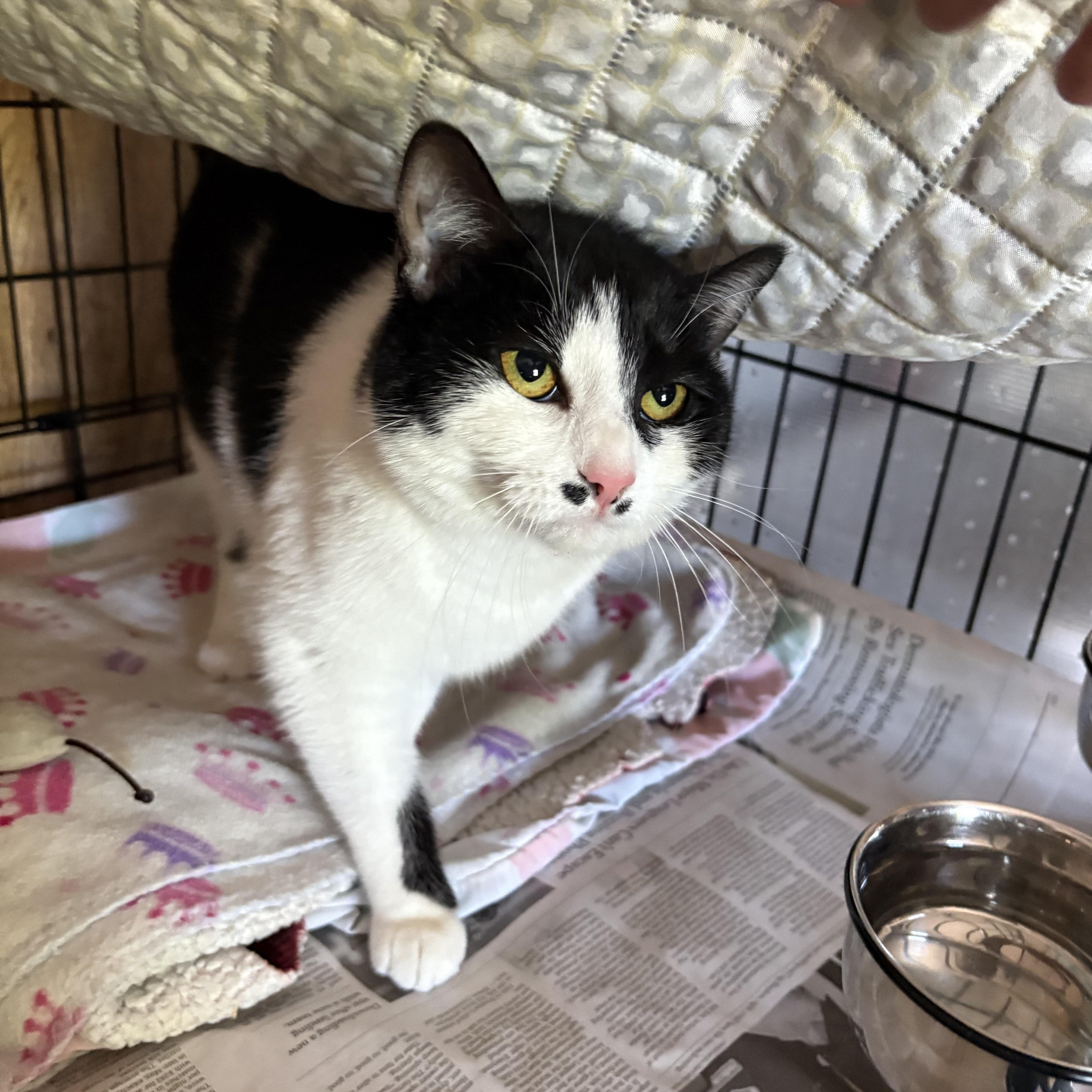 Enlarge Lunabelle, a ADOPTABLE Domestic Short Hair in Linden, NJ image 5/5