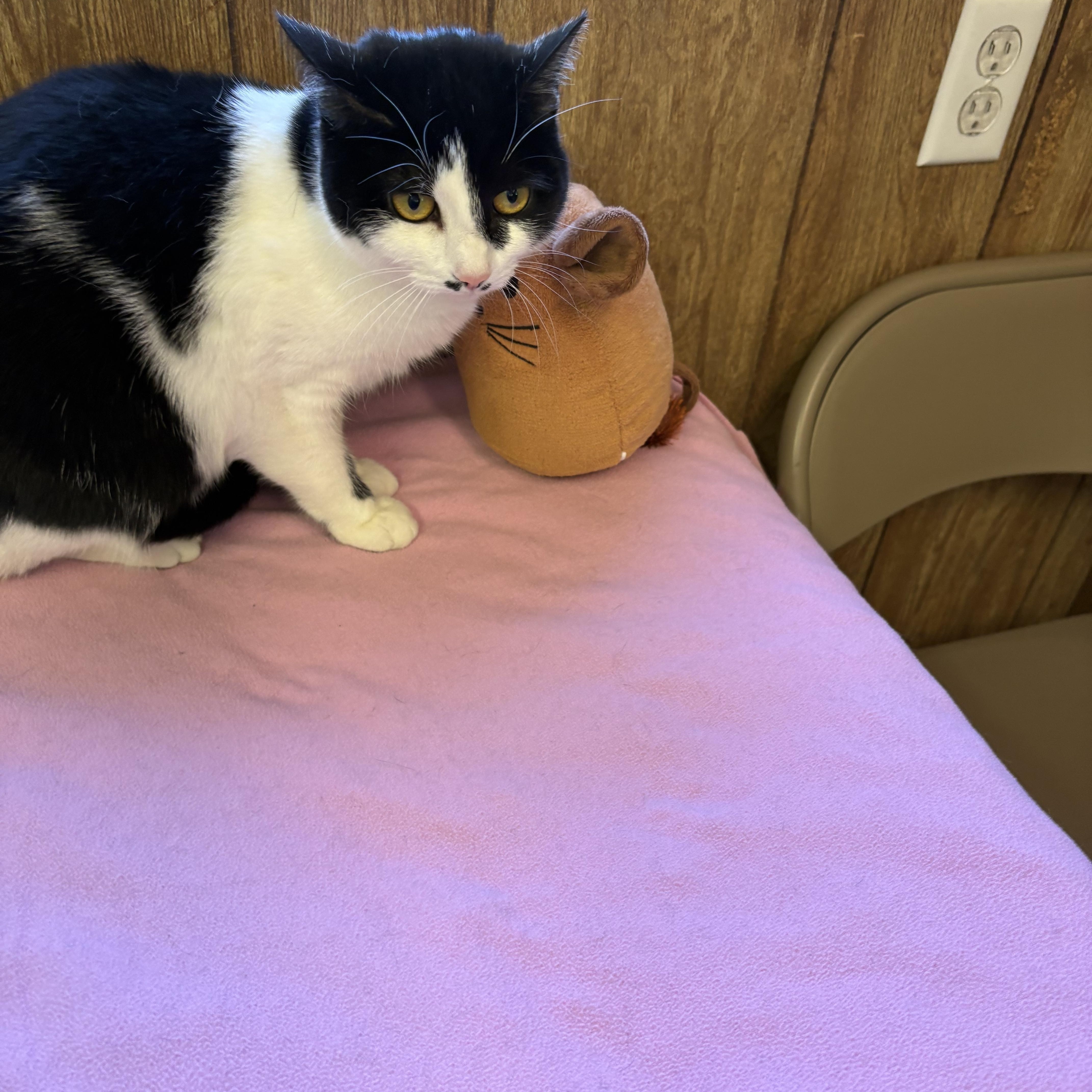 Enlarge Lunabelle, a ADOPTABLE Domestic Short Hair in Linden, NJ image 2/5