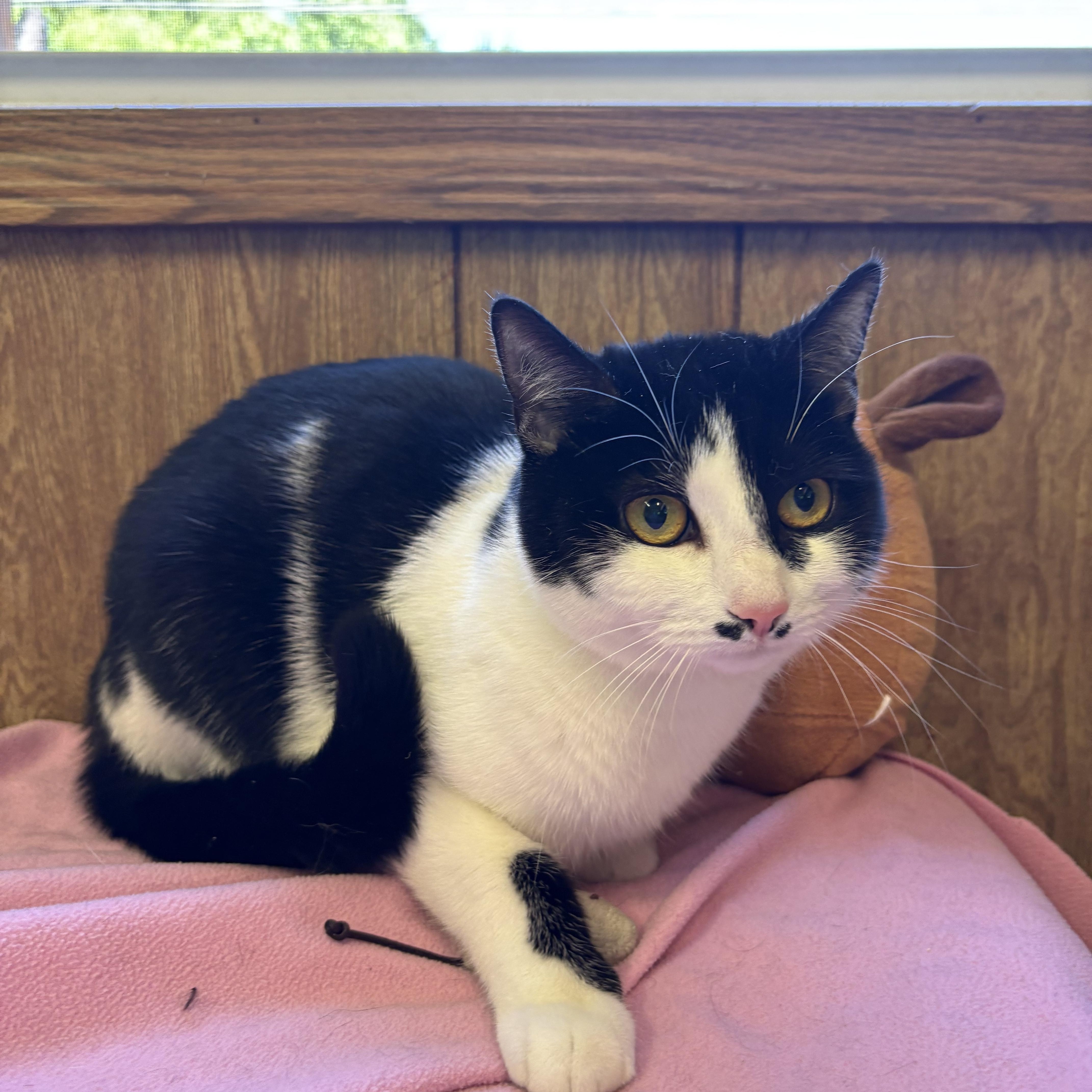 Enlarge Lunabelle, a ADOPTABLE Domestic Short Hair in Linden, NJ image 1/5