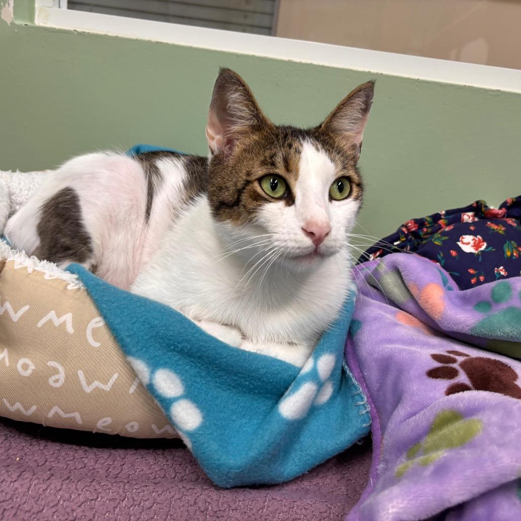 Enlarge Mr.Pinkles, a Adoptable Domestic Short Hair in Lauderhill, FL image 2/5
