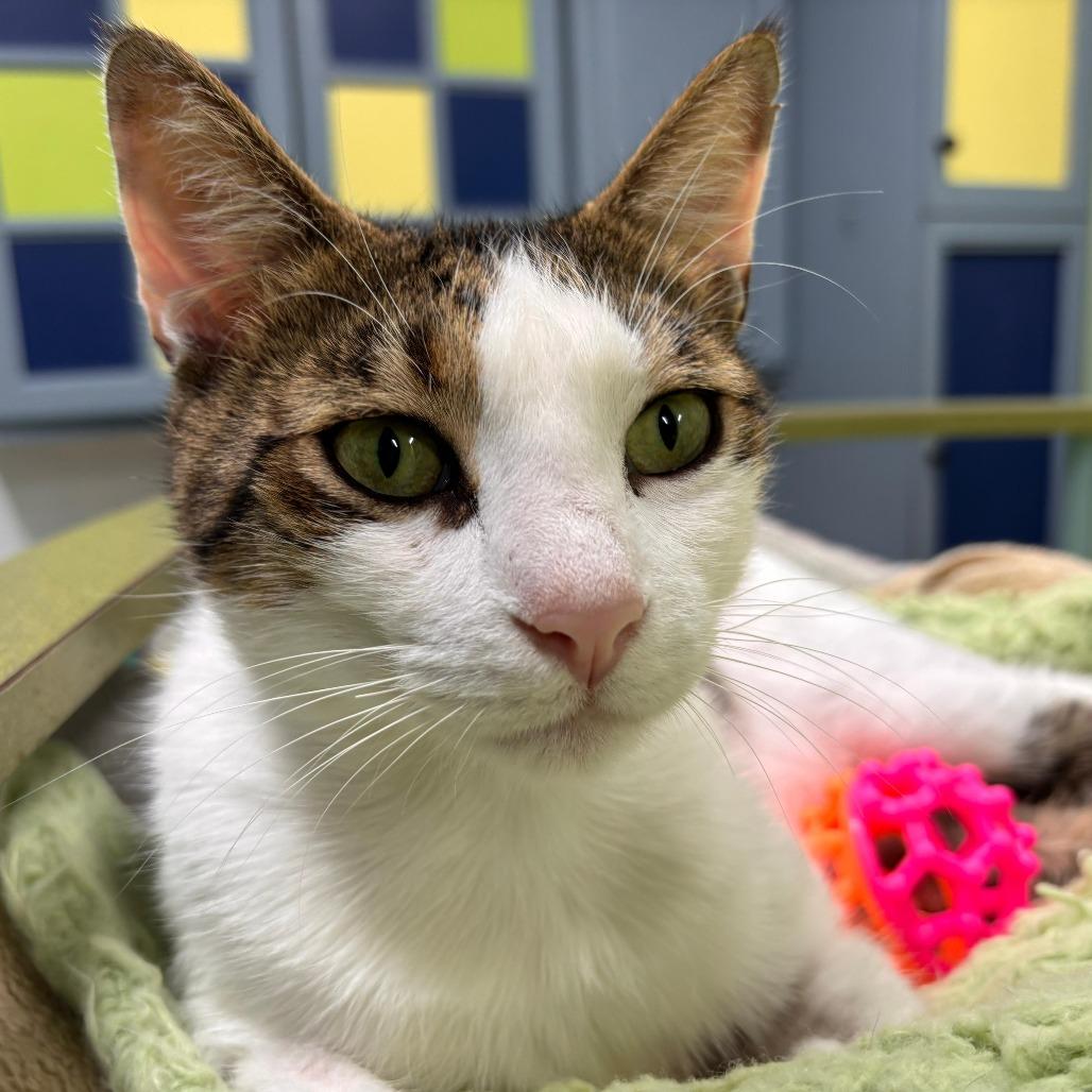 Enlarge Mr.Pinkles, a Adoptable Domestic Short Hair in Lauderhill, FL image 1/5