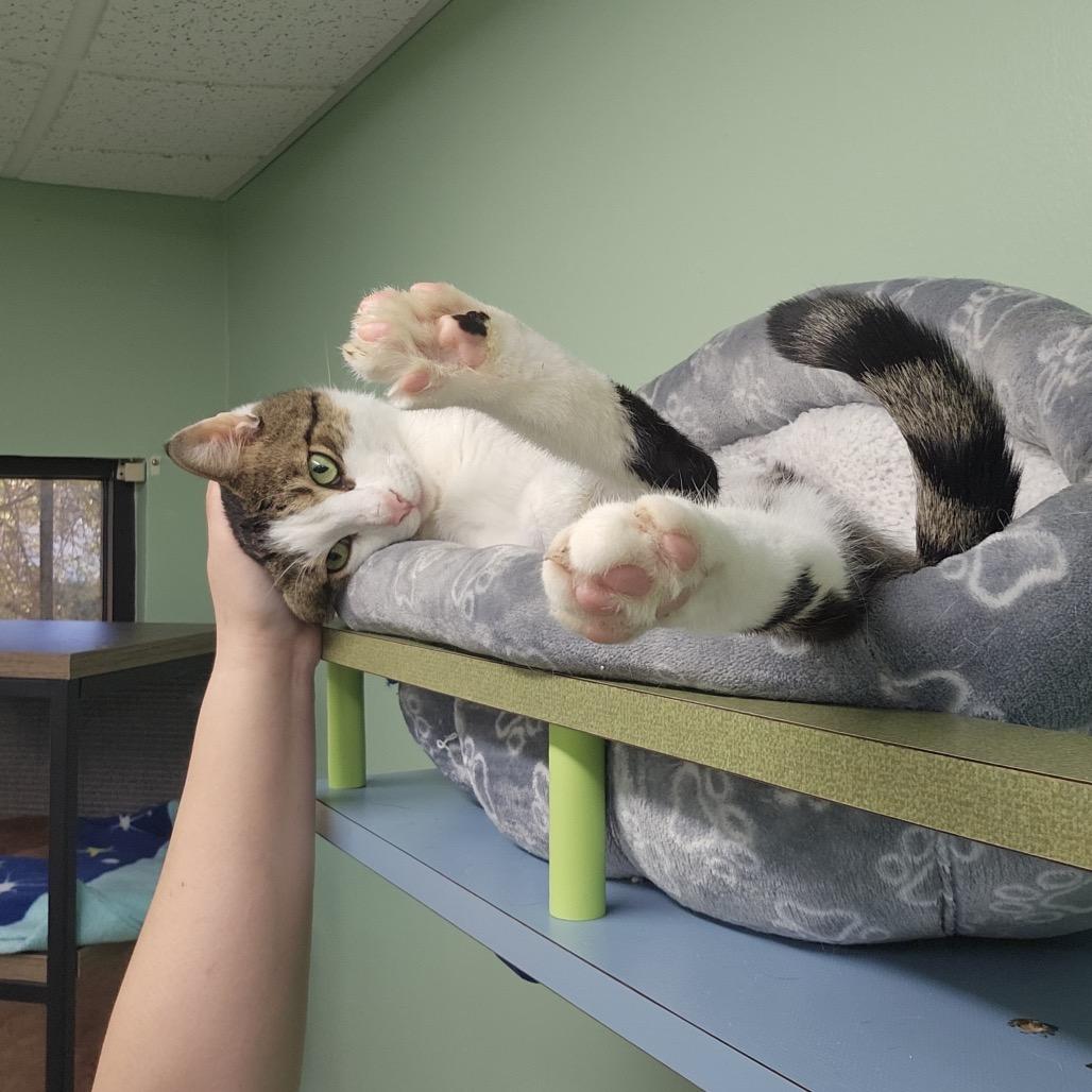 Enlarge Mr.Pinkles, a Adoptable Domestic Short Hair in Lauderhill, FL image 3/5