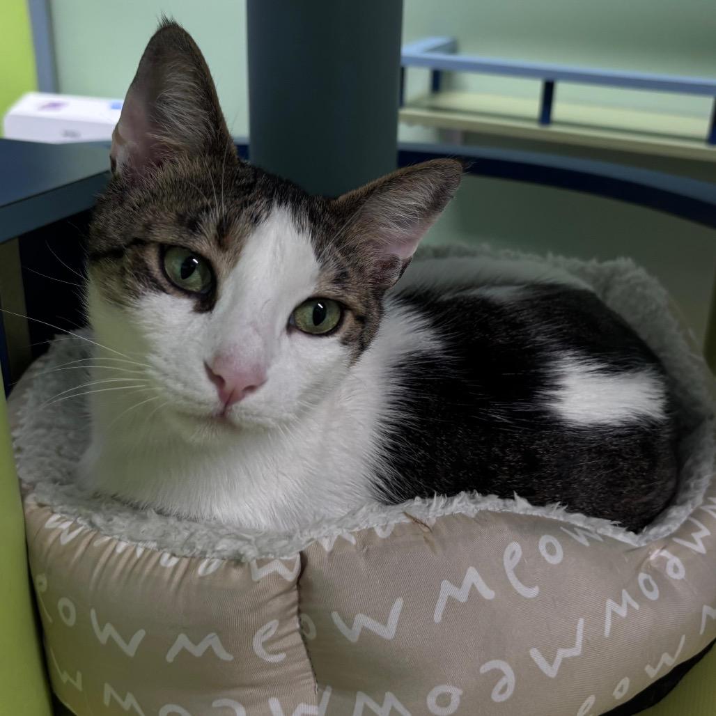 Enlarge Mr.Pinkles, a Adoptable Domestic Short Hair in Lauderhill, FL image 4/5