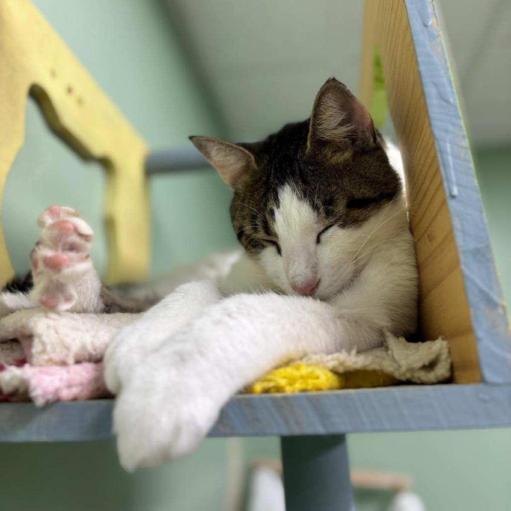Enlarge Mr.Pinkles, a Adoptable Domestic Short Hair in Lauderhill, FL image 5/5