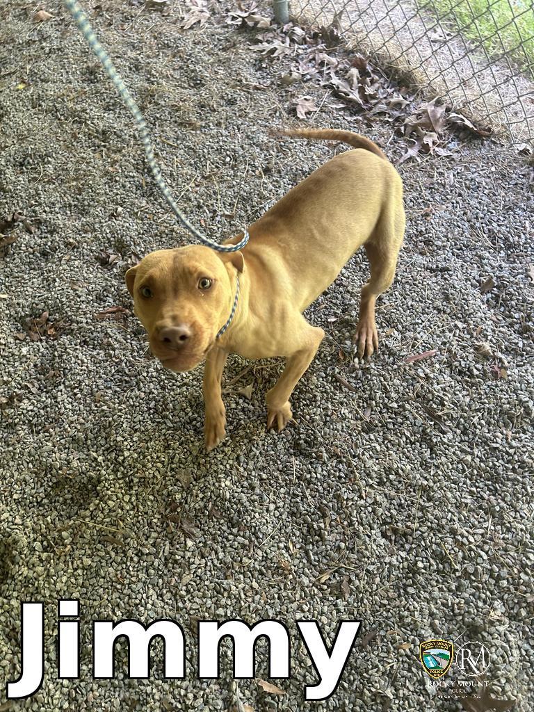 Enlarge Jimmy, a Adoptable Pit Bull Terrier in Rocky Mount, NC image 1/3