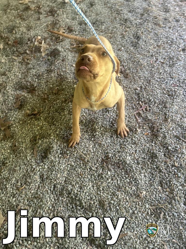 Enlarge Jimmy, a Adoptable Pit Bull Terrier in Rocky Mount, NC image 2/3