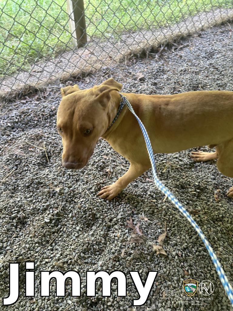 Enlarge Jimmy, a Adoptable Pit Bull Terrier in Rocky Mount, NC image 3/3