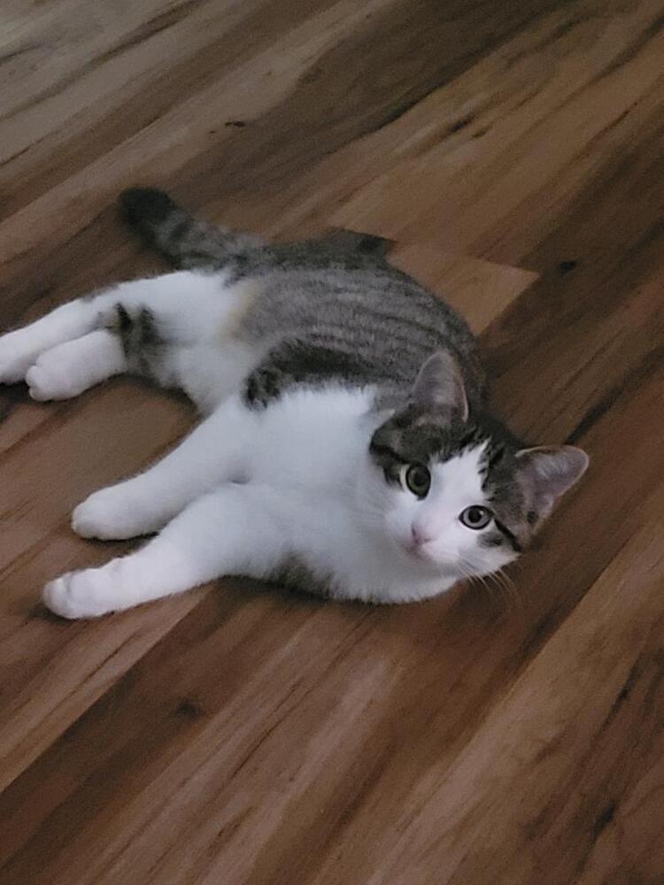 Kyrie, Adoptable, Young Male Domestic Short Hair.