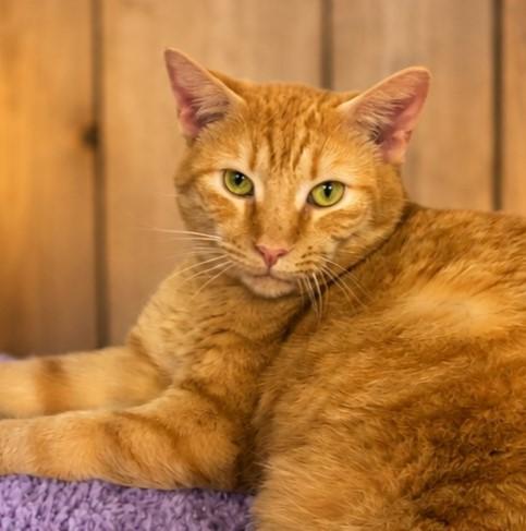 Turk, Adopted, Adult Male Tabby & Domestic Short Hair.