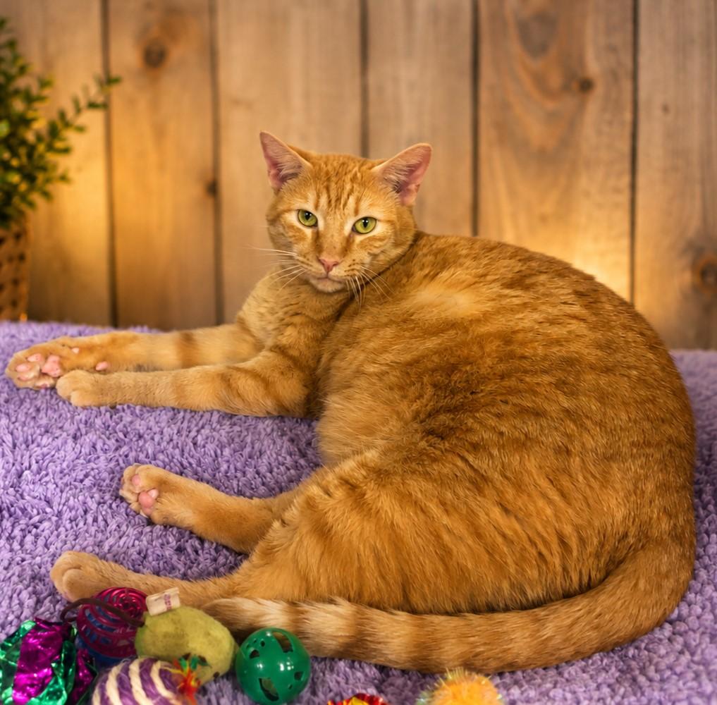 Enlarge Turk, a Adopted mixed breed in Greensburg, PA image 2/3