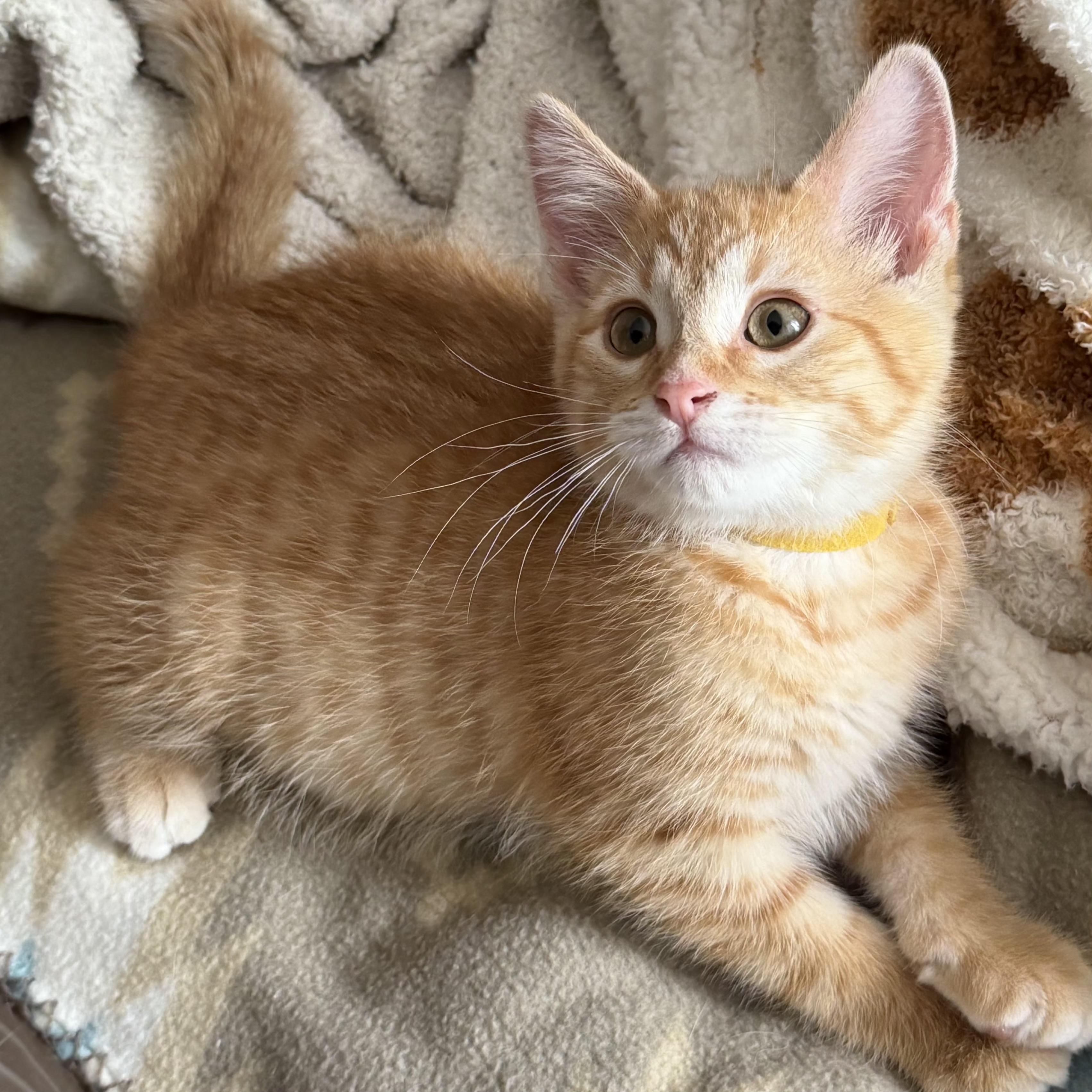 Calvin, Adoptable, Young Male Domestic Short Hair.