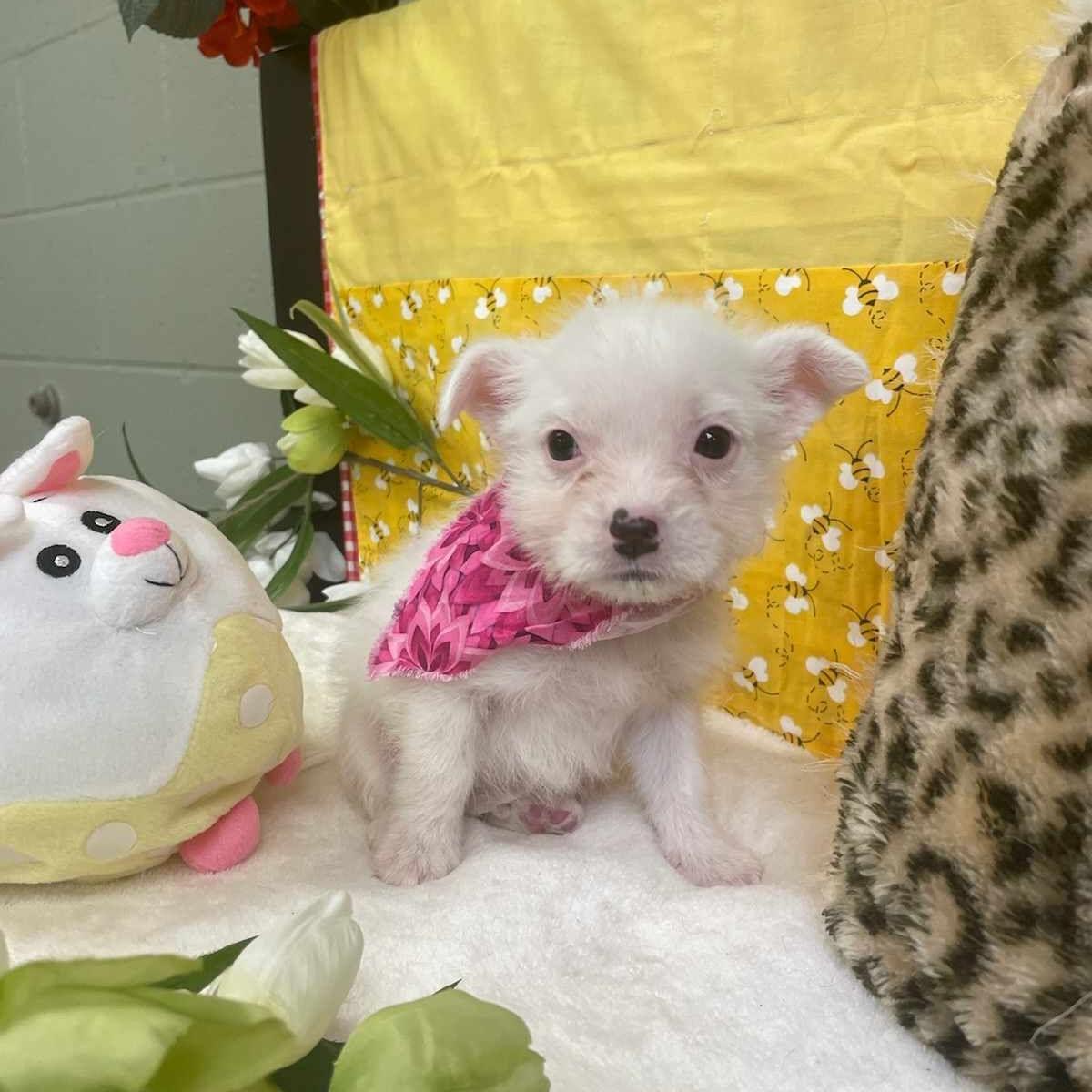 Cauliflower, Adopted, Young Female Cairn Terrier.