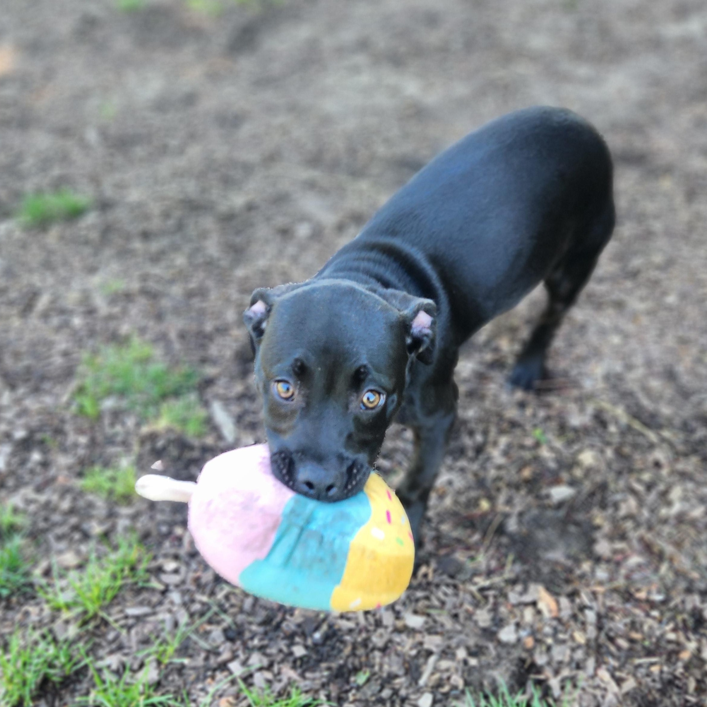 Heart, adopted, Puppy Female Black Labrador Retriever.
