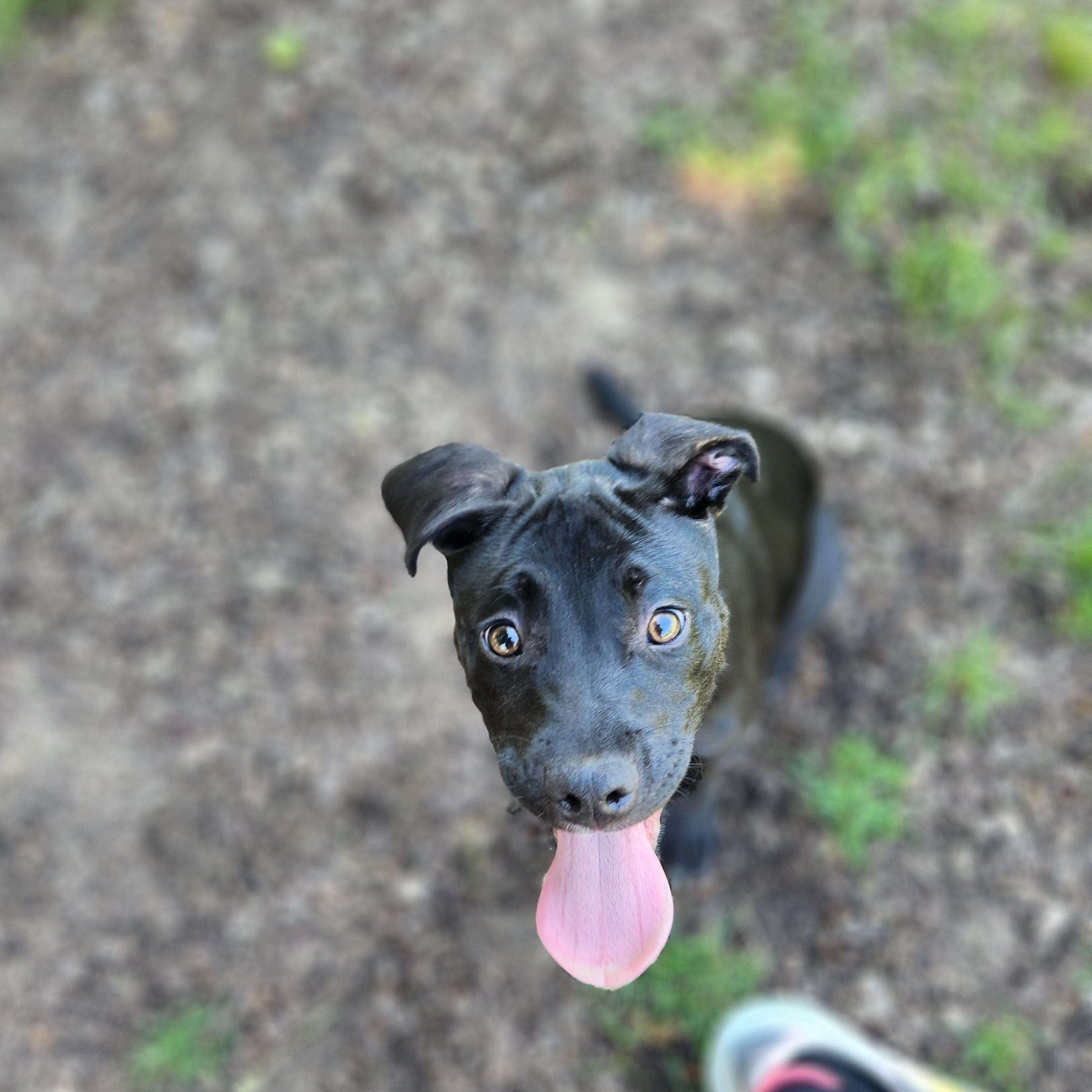 Heart, an adopted mixed breed in Mount Pleasant, MI image 3/6