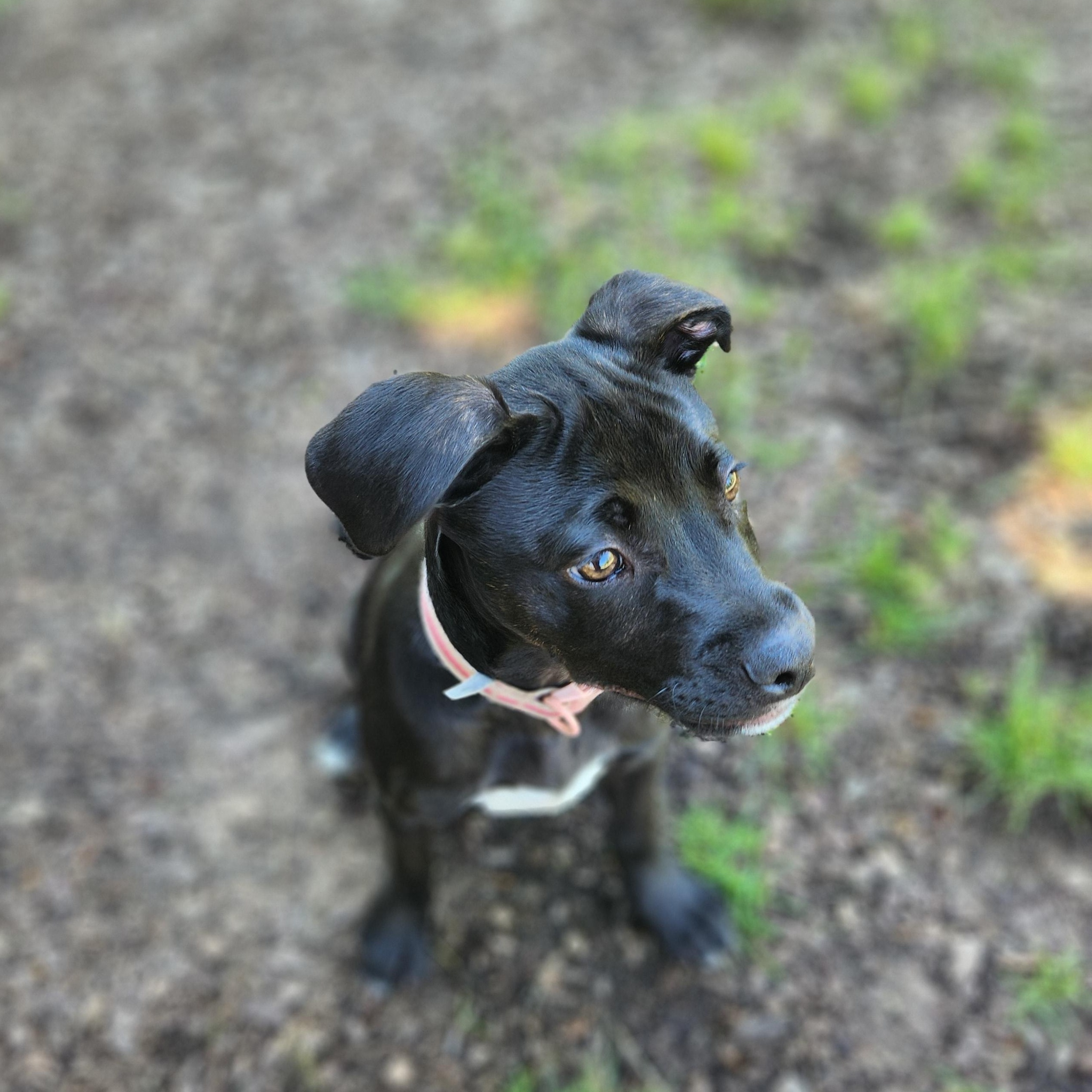 Heart, an adopted mixed breed in Mount Pleasant, MI image 4/6