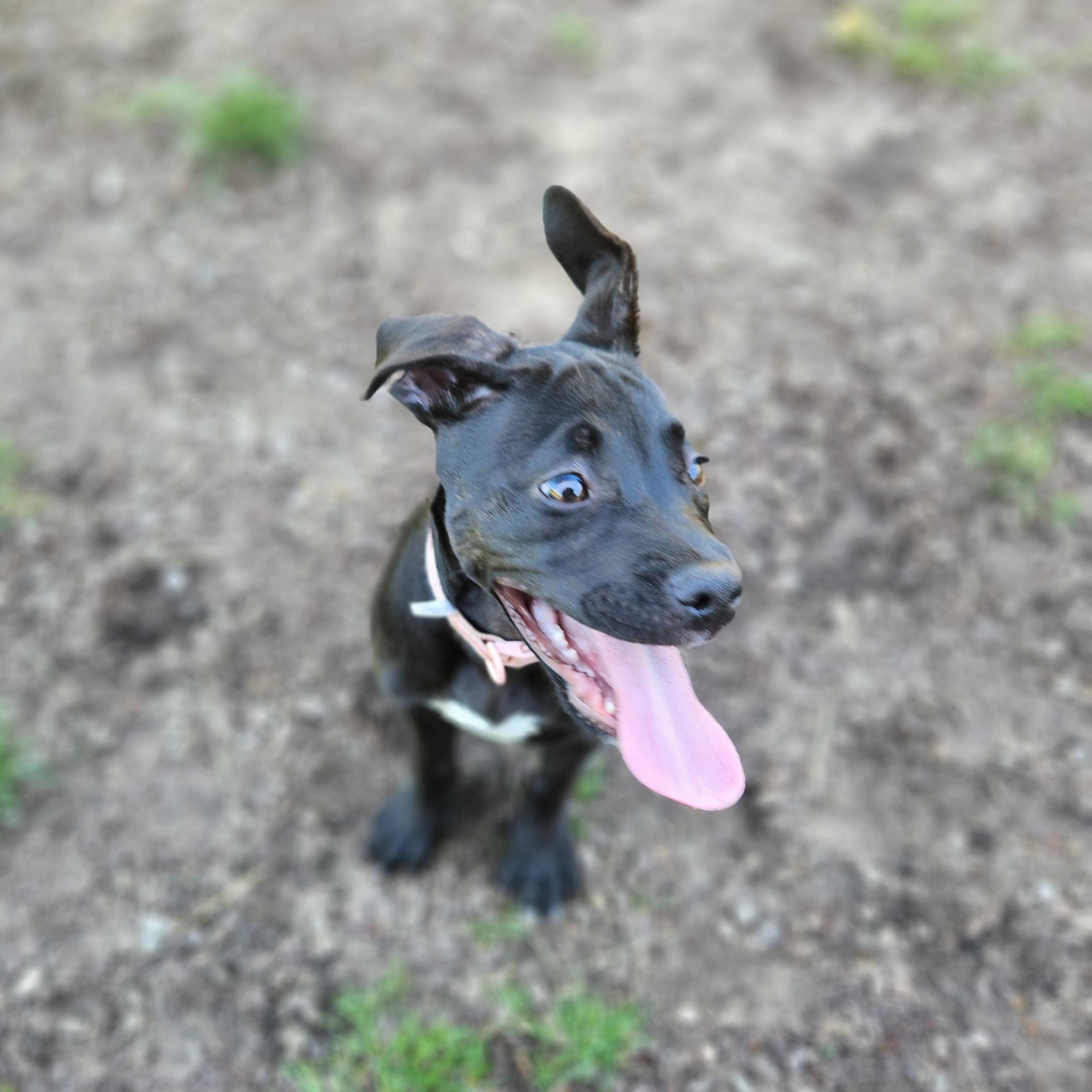 Heart, an adopted mixed breed in Mount Pleasant, MI image 5/6