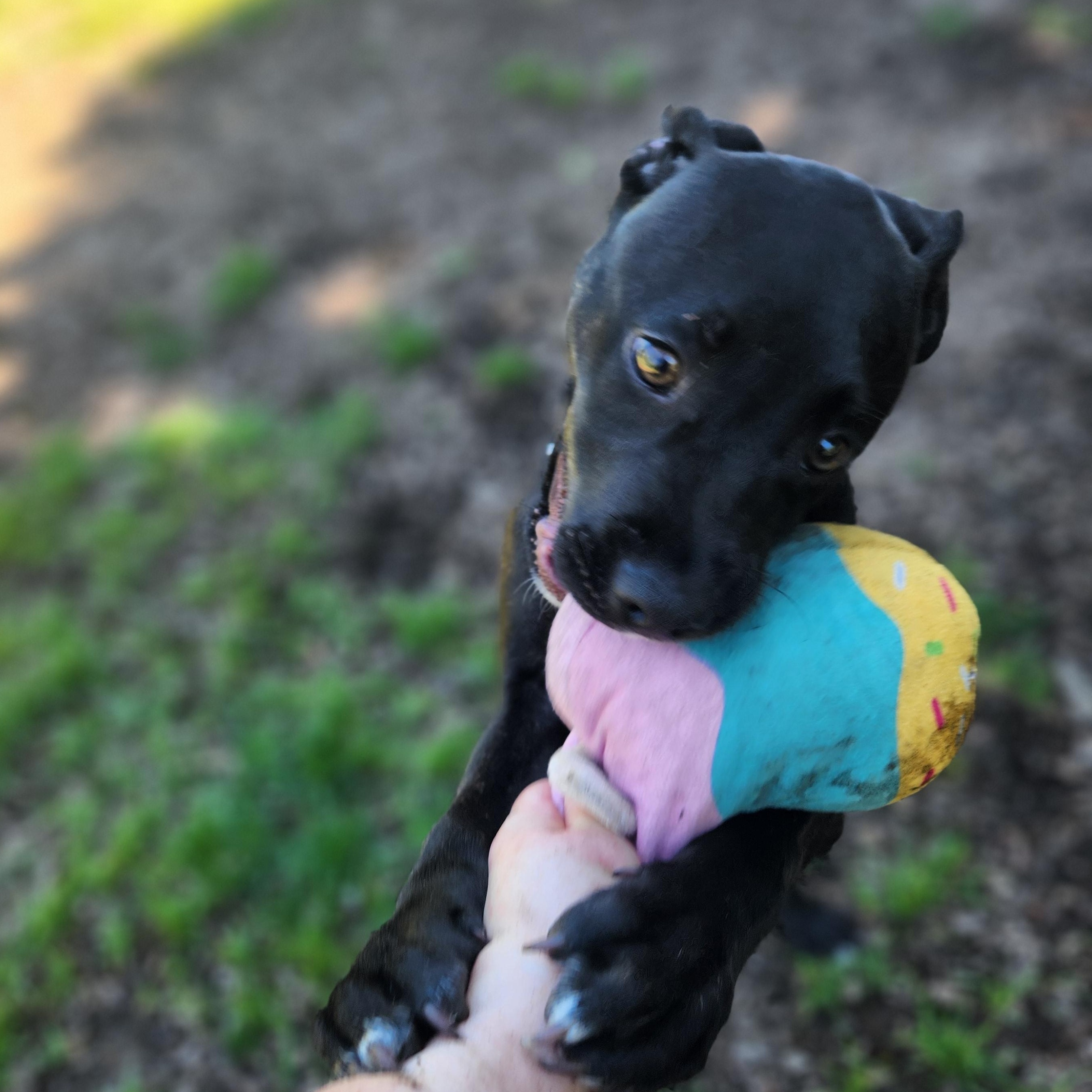 Heart, an adopted mixed breed in Mount Pleasant, MI image 2/6