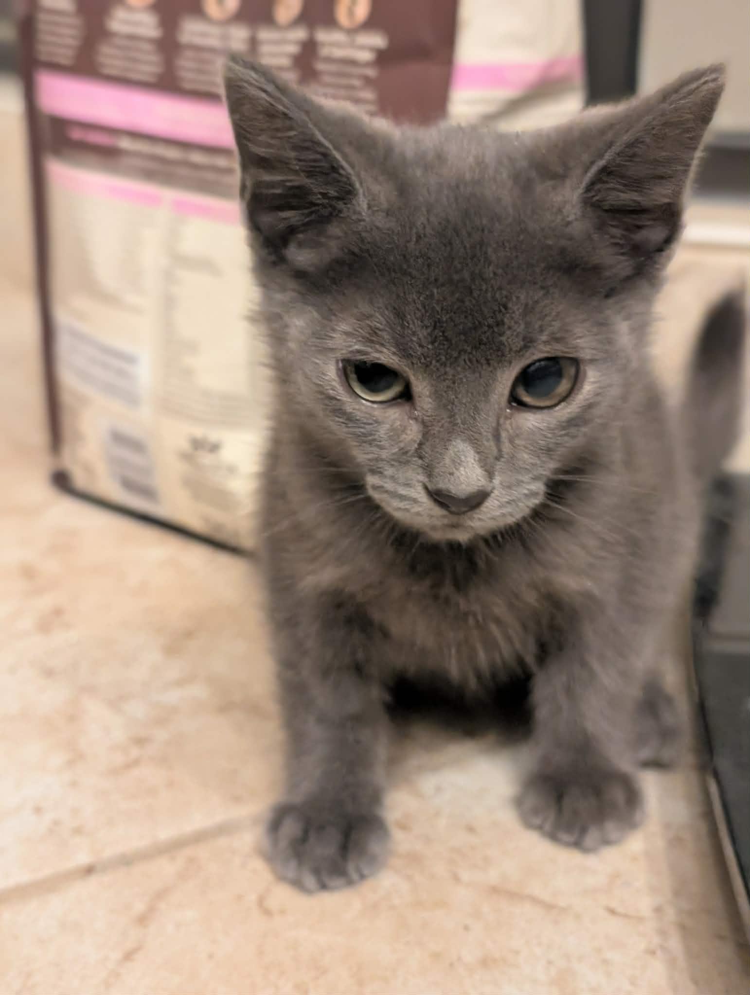 Ferdinand, Adoptable, Young Male Domestic Short Hair.