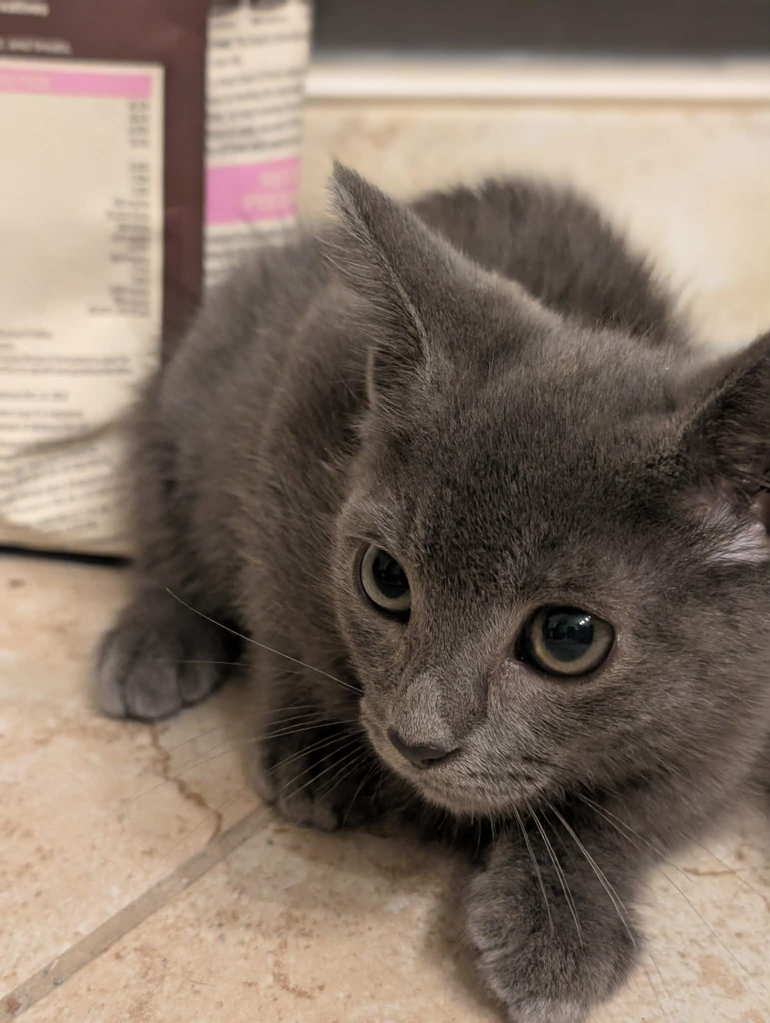 Enlarge Ferdinand, a Adoptable Domestic Short Hair in King George, VA image 2/2