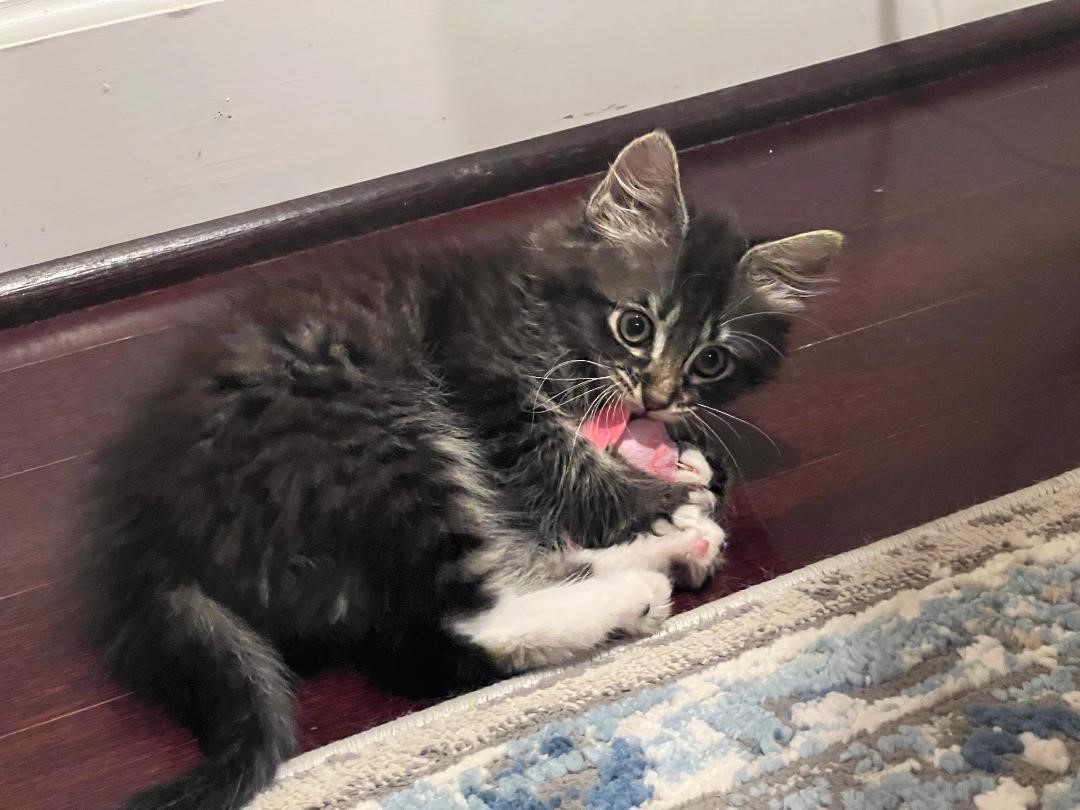 Enlarge Marshmallow, an adoptable Domestic Medium Hair in Gilroy, CA image 4/5