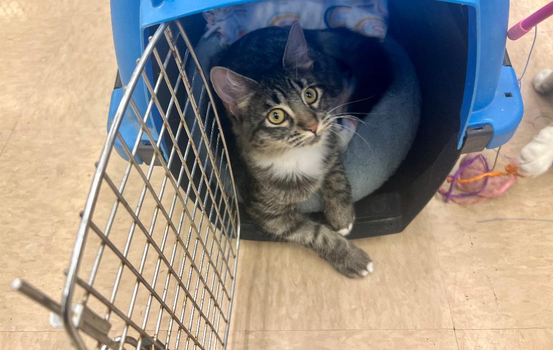 Enlarge Marshmallow, an adoptable Domestic Medium Hair in Gilroy, CA image 3/5