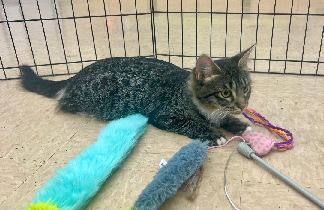 Enlarge Marshmallow, an adoptable Domestic Medium Hair in Gilroy, CA image 2/5