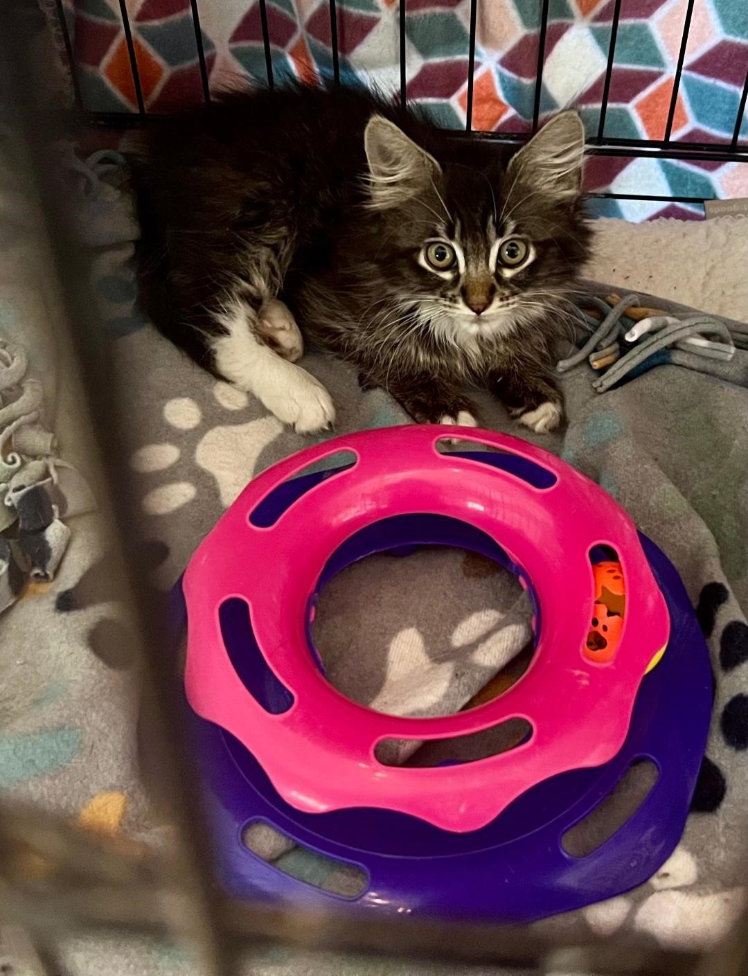 Enlarge Marshmallow, an adoptable Domestic Medium Hair in Gilroy, CA image 5/5