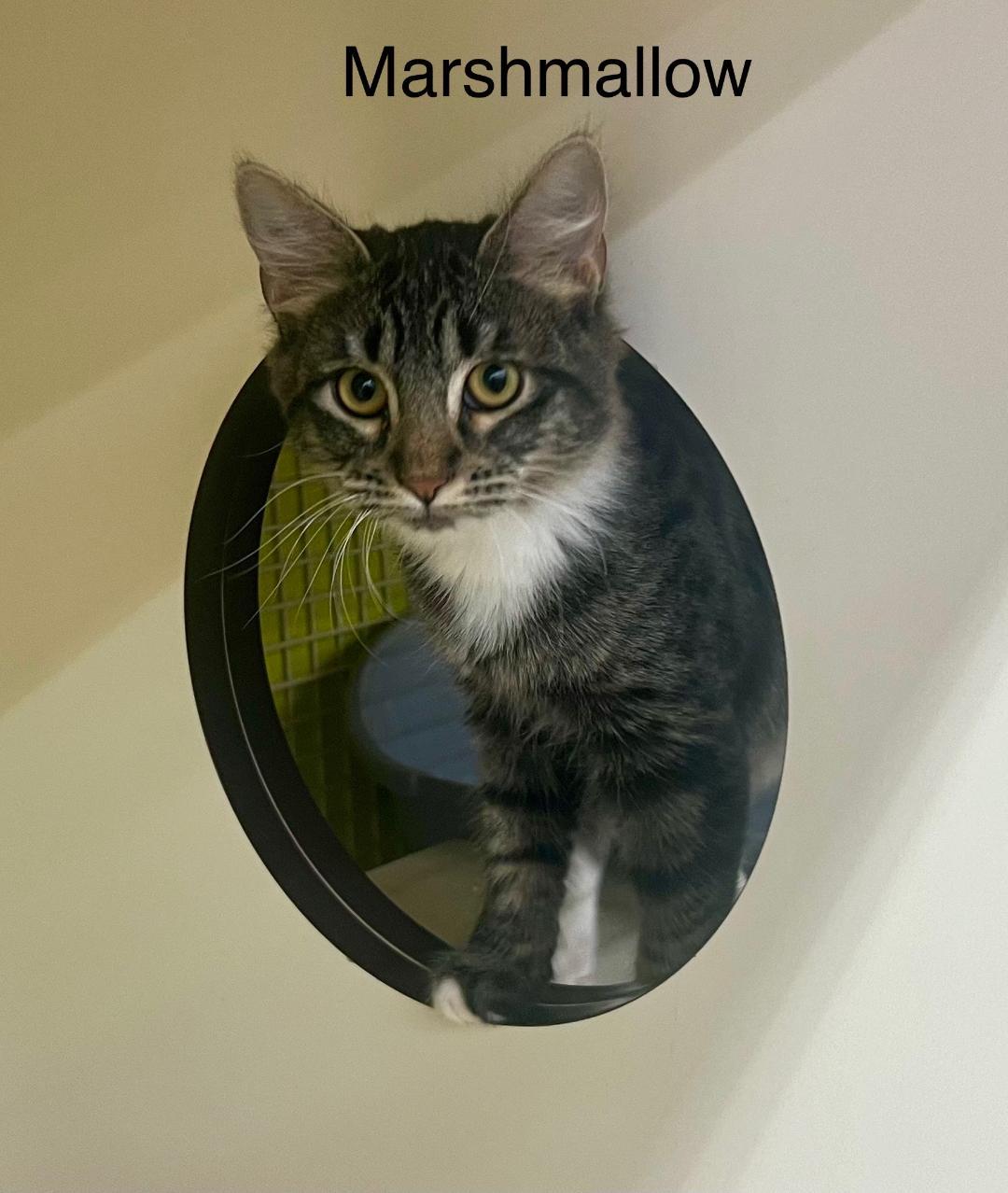 Enlarge Marshmallow, an adoptable Domestic Medium Hair in Gilroy, CA image 1/5