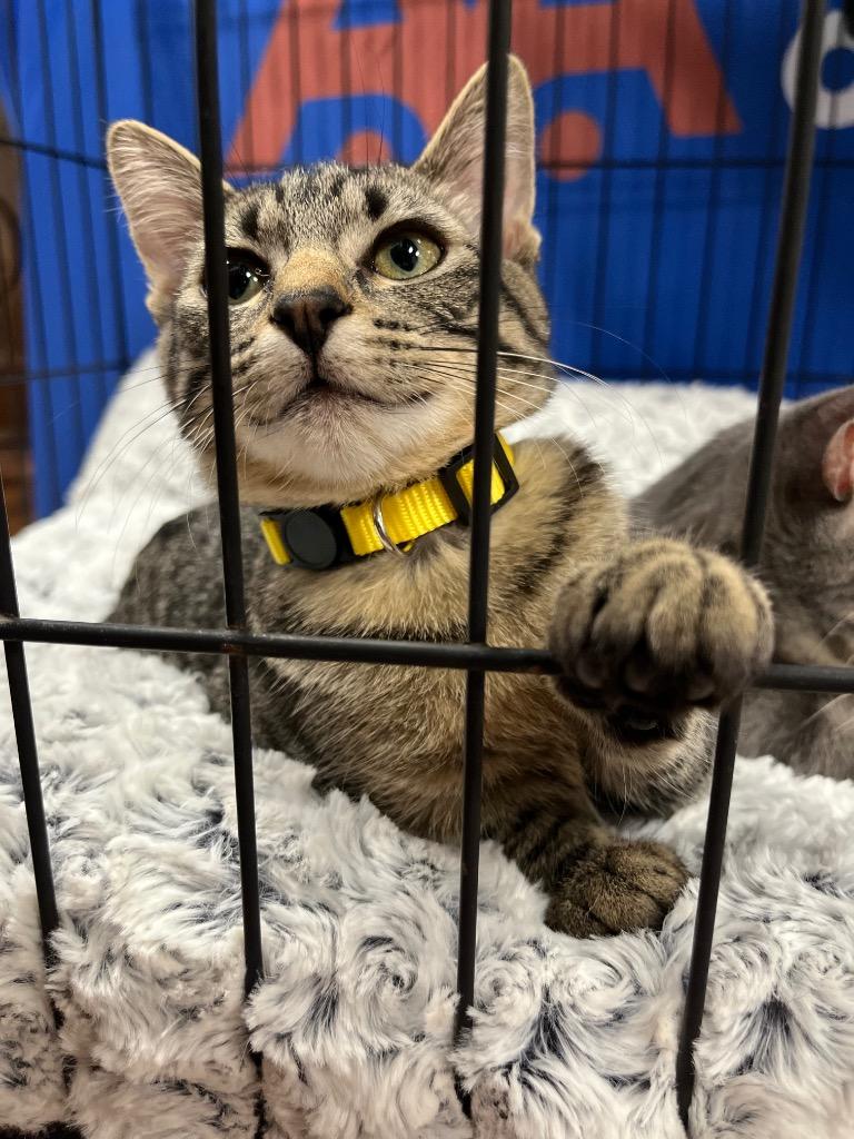 Rory, Adoptable, Kitten Female Domestic Short Hair.