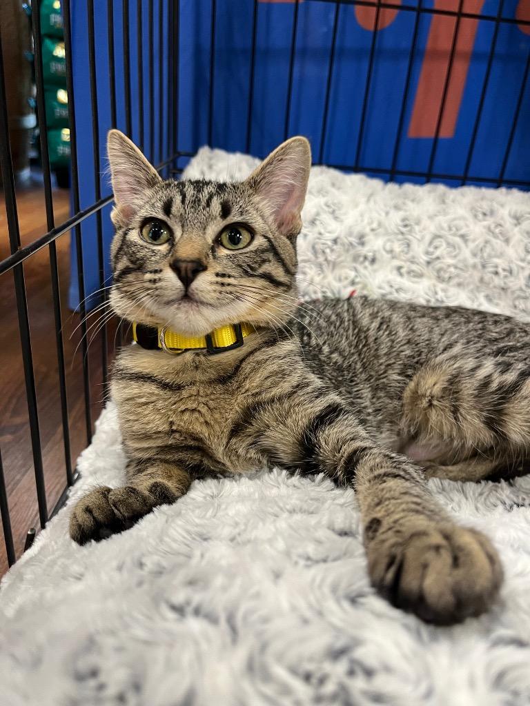 Enlarge Rory, a Adoptable mixed breed in Tulsa, OK image 5/6
