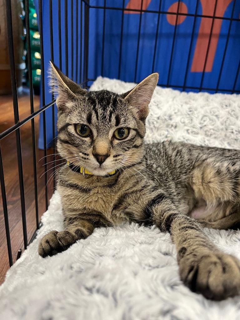 Enlarge Rory, a Adoptable mixed breed in Tulsa, OK image 6/6
