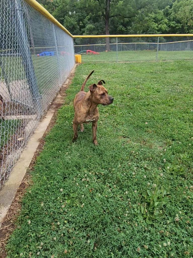 Dunes, Adoptable, Adult Male Pit Bull Terrier.