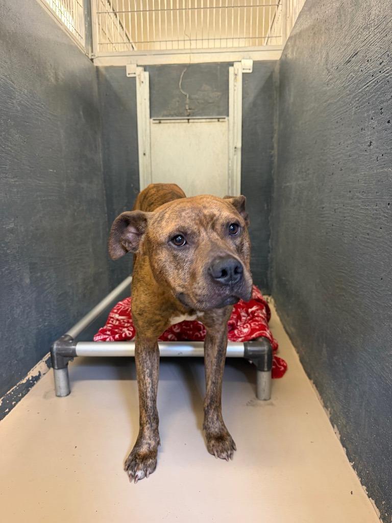 Dunes, a Adoptable Pit Bull Terrier in Mineral, VA image 2/5