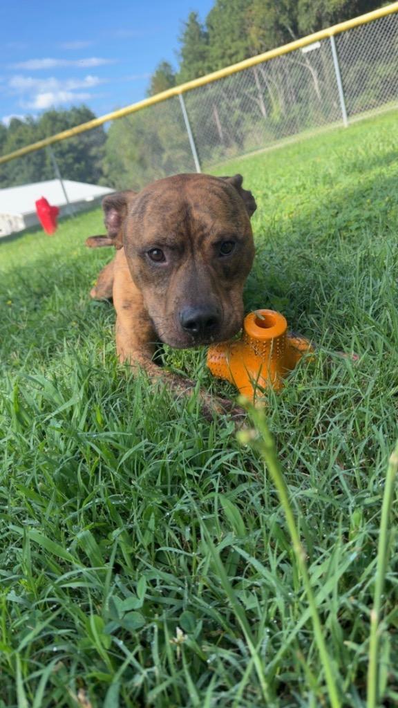 Dunes, a Adoptable Pit Bull Terrier in Mineral, VA image 3/5