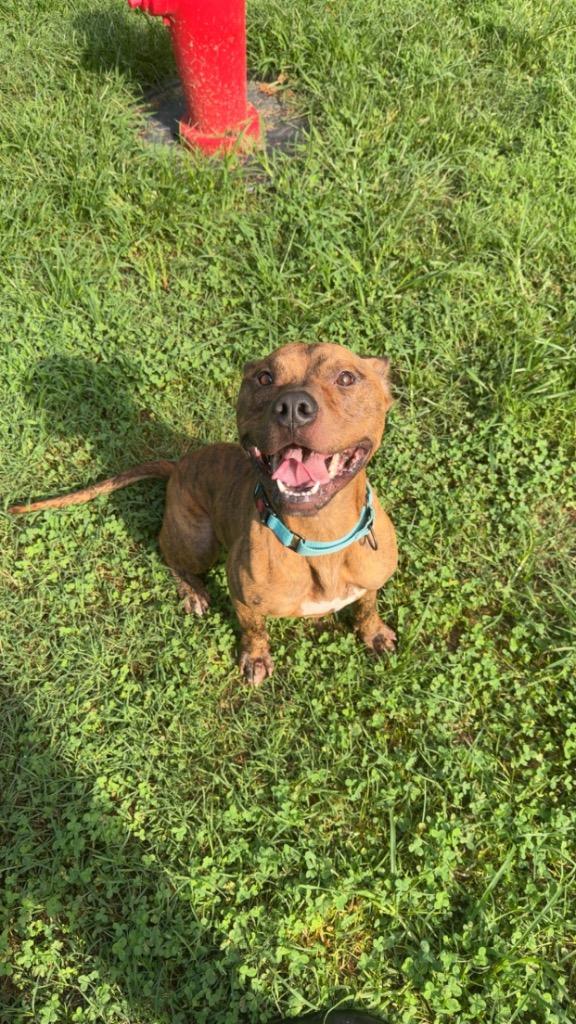 Dunes, a Adoptable Pit Bull Terrier in Mineral, VA image 4/5