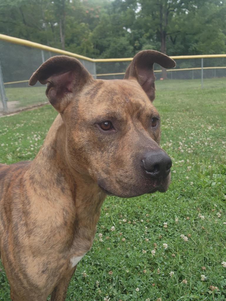 Dunes, a Adoptable Pit Bull Terrier in Mineral, VA image 5/5