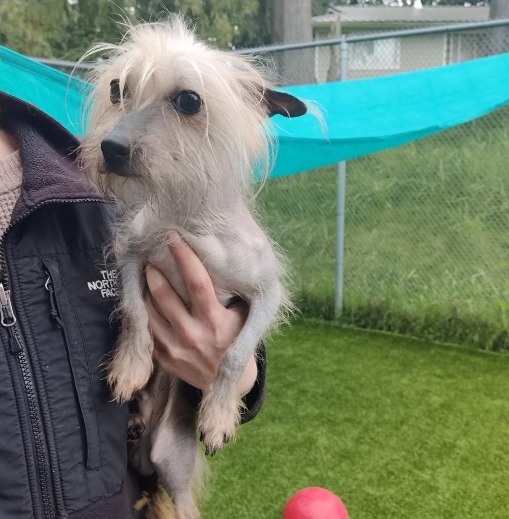 Bowie, Adopted, Young Male Chinese Crested Dog.