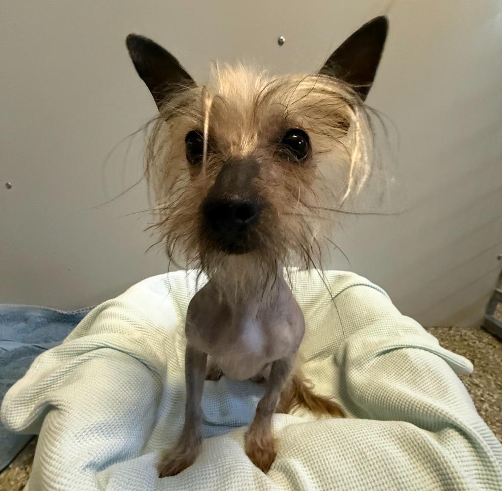 Enlarge Bowie, a Adopted Chinese Crested Dog in Eastsound, WA image 2/5