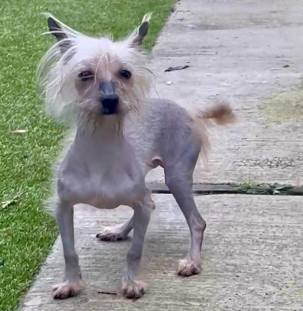 Enlarge Bowie, a Adopted Chinese Crested Dog in Eastsound, WA image 3/5