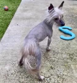 Enlarge Bowie, a Adopted Chinese Crested Dog in Eastsound, WA image 4/5