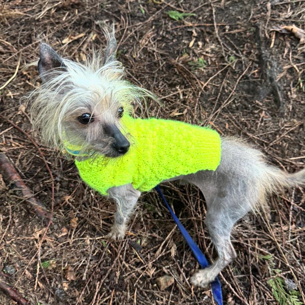 Enlarge Bowie, a Adopted Chinese Crested Dog in Eastsound, WA image 5/5