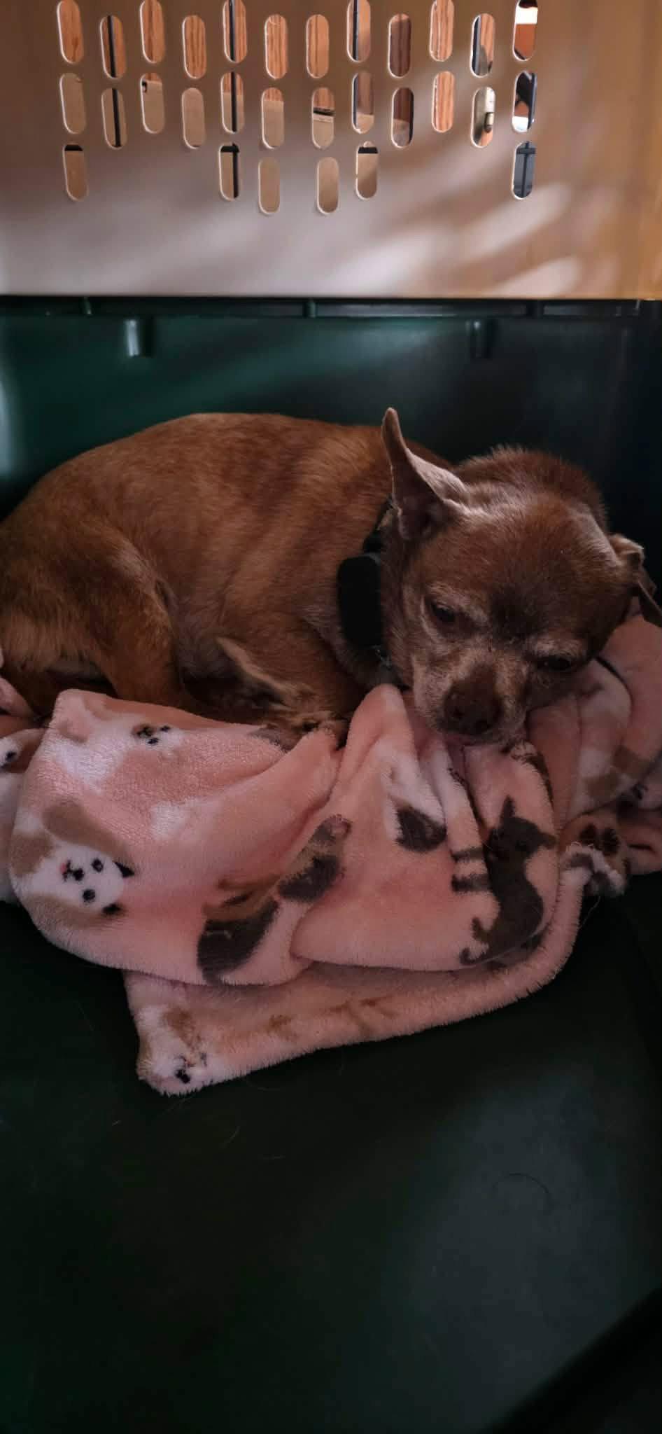 Enlarge Sunny, a Adoptable Chihuahua in New London, WI image 1/3