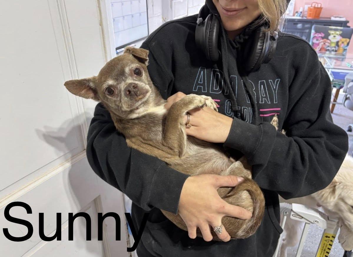 Enlarge Sunny, a Adoptable Chihuahua in New London, WI image 2/3