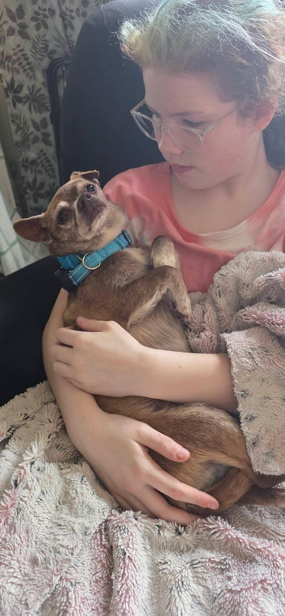 Enlarge Sunny, a Adoptable Chihuahua in New London, WI image 3/3