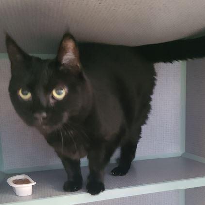 Bebe, Adoptable, Senior Female Domestic Medium Hair.