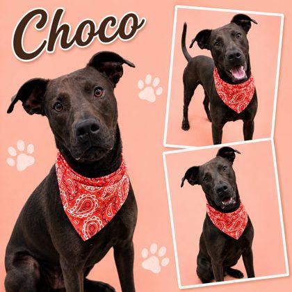 Enlarge Chocolate, a Adoptable mixed breed in Seagoville, TX image 1/1